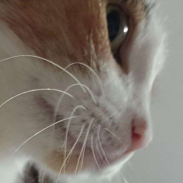 LiSynt's  profile picture