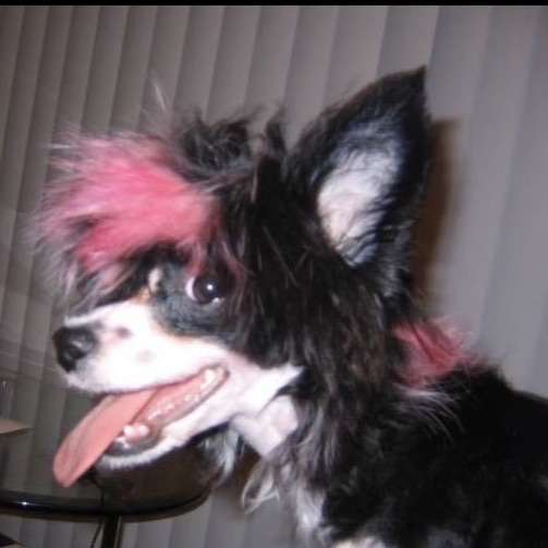 bipeddogfish's  profile picture