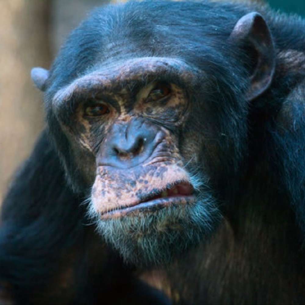uglyhairymonkey's  profile picture