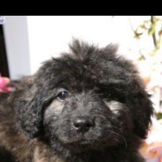 wolf12's profile photo