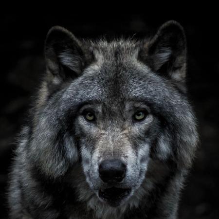 Thewolf12121212's  profile picture