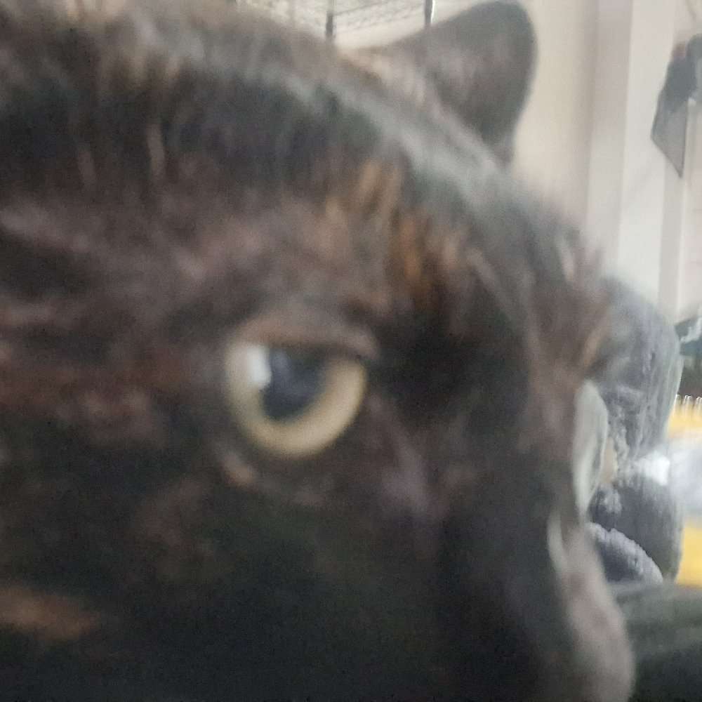 mimikyuuwu's profile photo