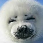 Seally4x's  profile picture