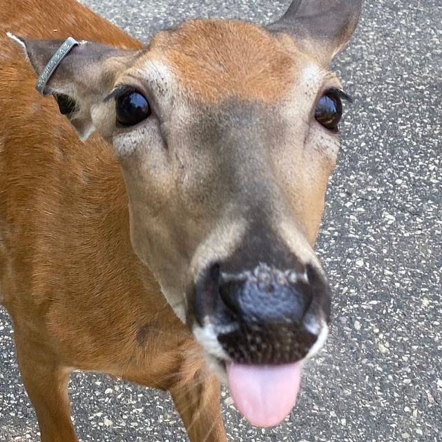 Deneviouson's  profile picture