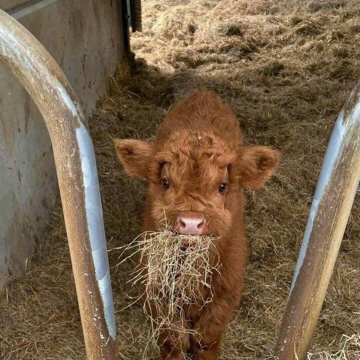 miiiaamoon's  profile picture