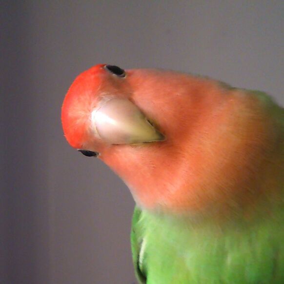 bakkerken's  profile picture