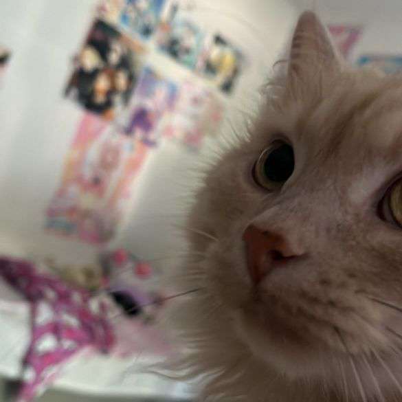 sushi.kiira's profile picture