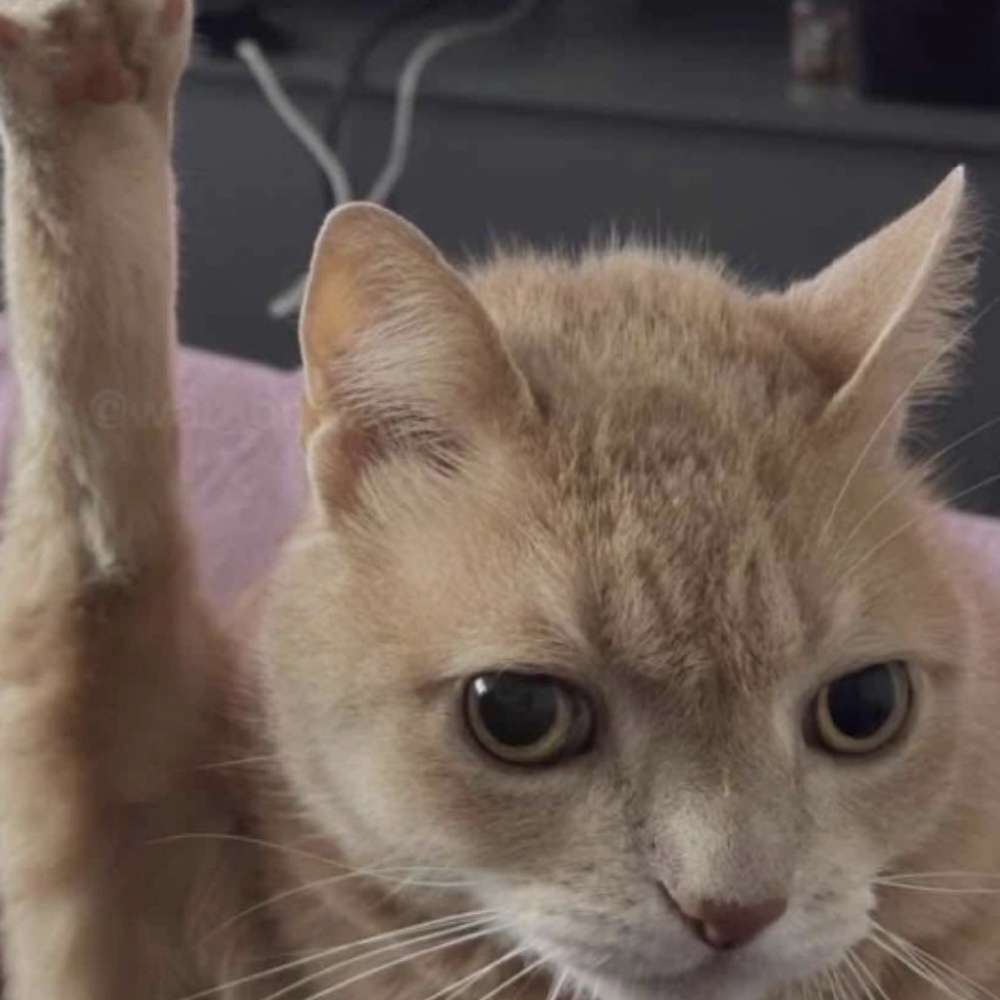 mew44444's profile picture