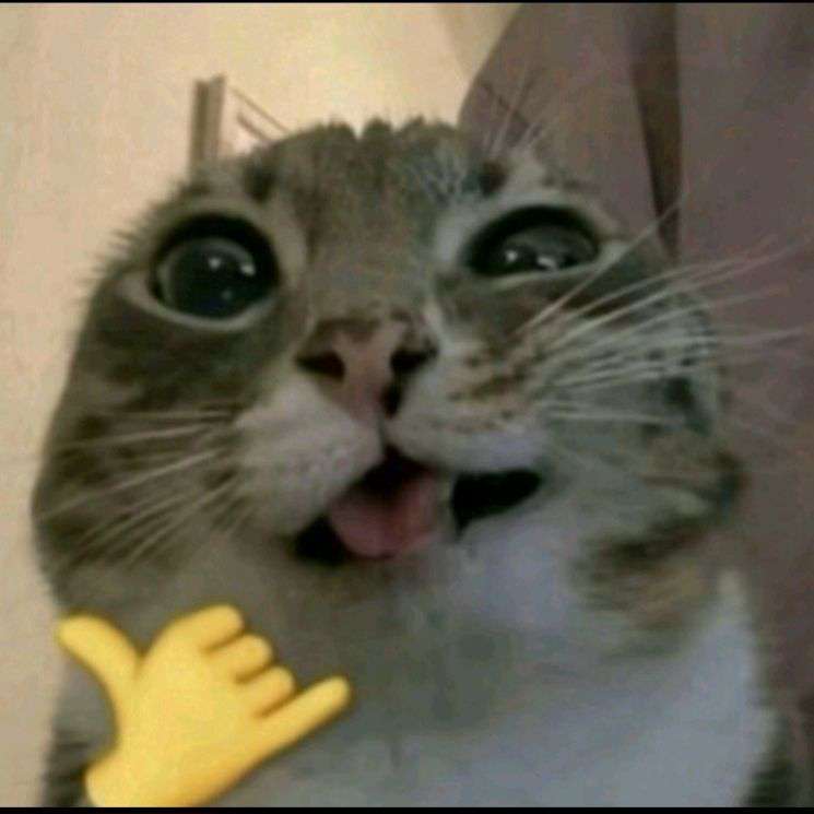 Kittykitten25's  profile picture