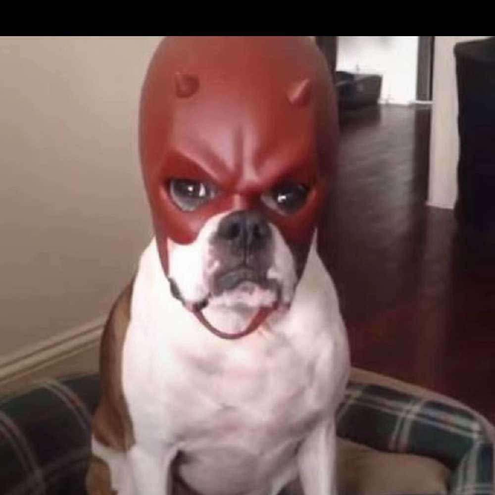 blamechelss's  profile picture