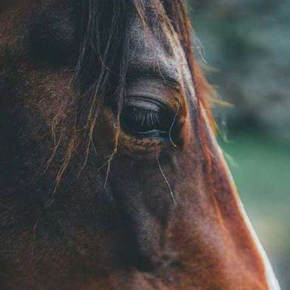 horsecore.'s  profile picture