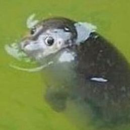 yingyang2417's  profile picture