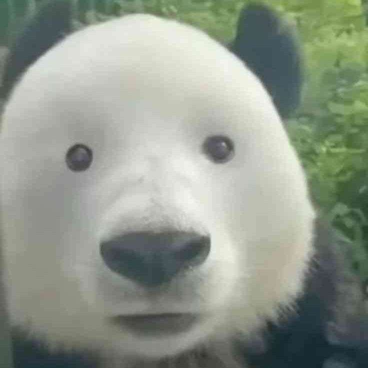 HLLDIVER's profile picture