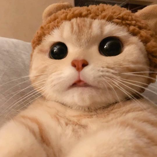Meowzorz's  profile picture