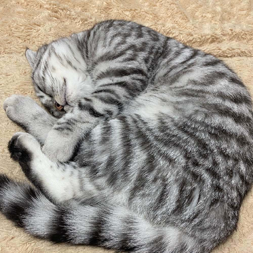 nicole_kota's profile photo