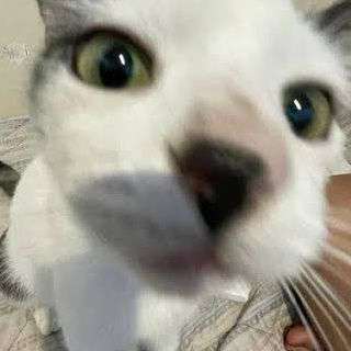 Pugslover2010's  profile picture
