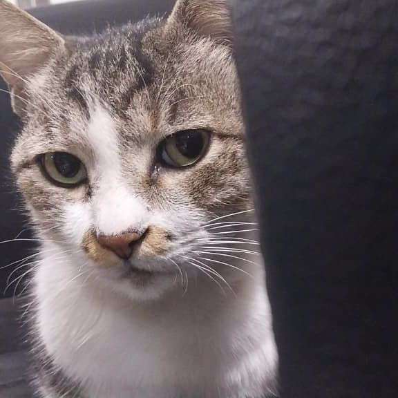 SmolToastie4's profile picture