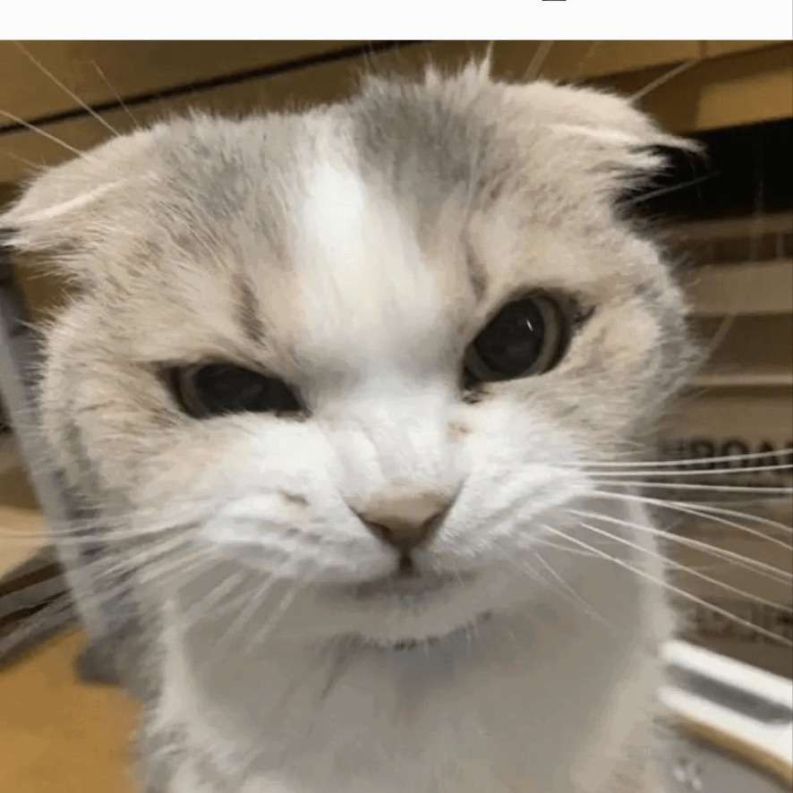 spongeku's  profile picture