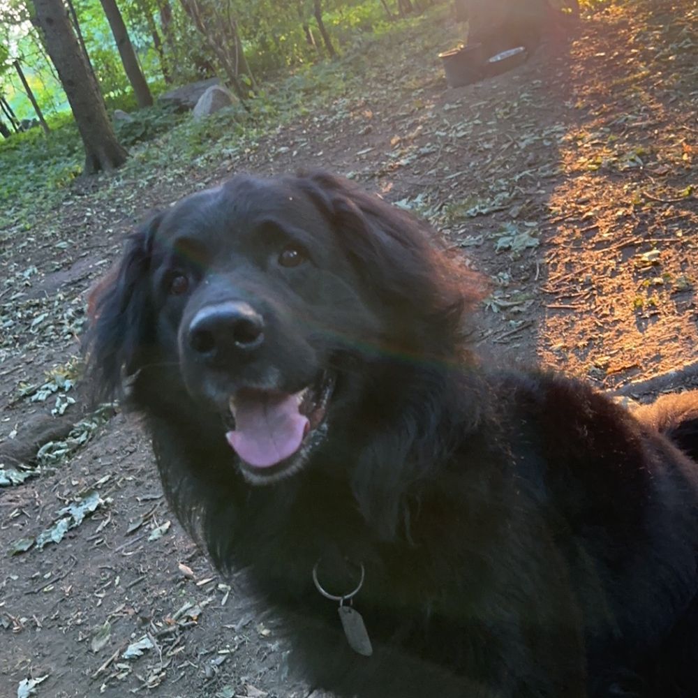 Otterdk1's  profile picture