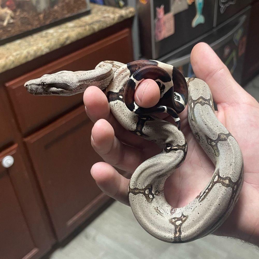 Johnathan_Judkins's  profile picture