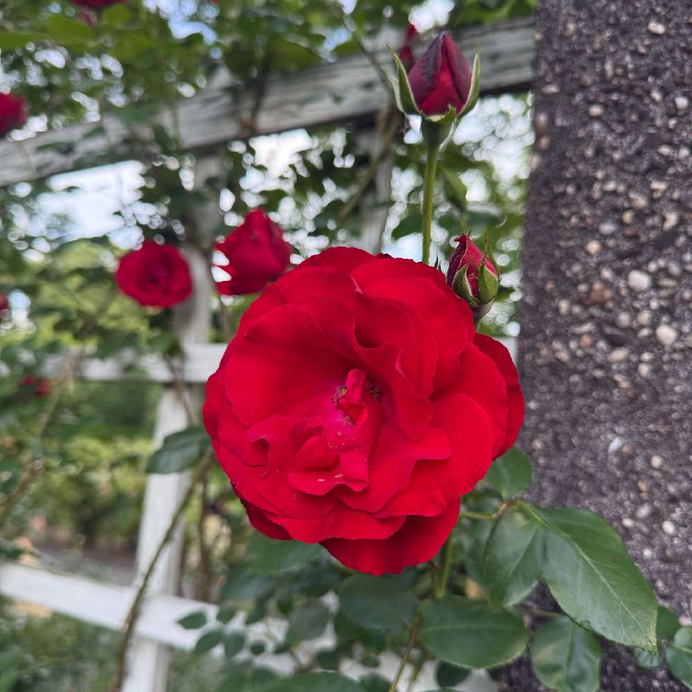 GeorgiaKenz's profile photo