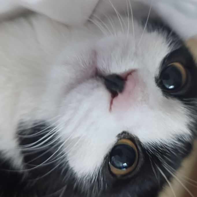 Luxieluxie16's  profile picture