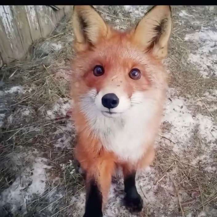 wiseywisdom's  profile picture