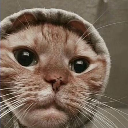 Kingbob1_6's  profile picture