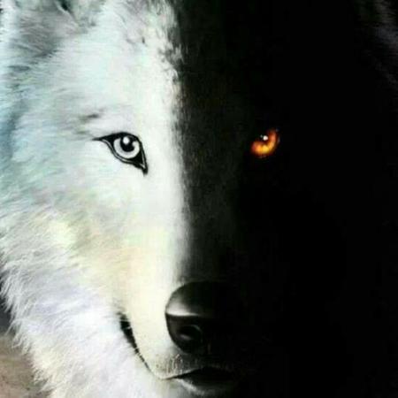 LupoSolitario1993's  profile picture