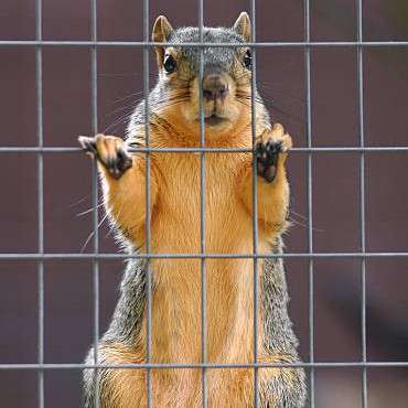 cagedsquirrel's profile picture