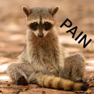 armadillohigh's  profile picture