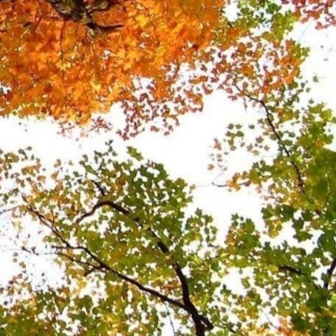 Cockred1's  profile picture