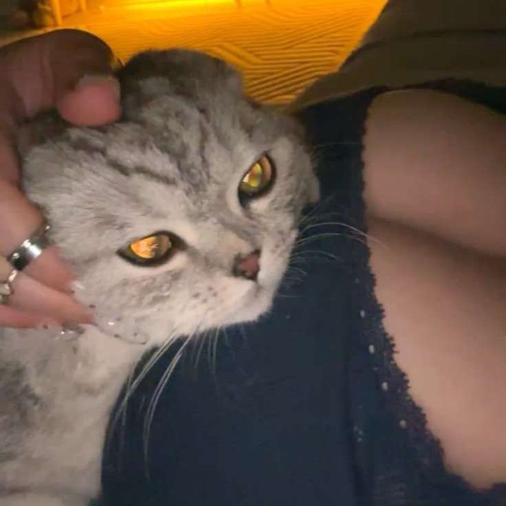 Merosemell's profile photo